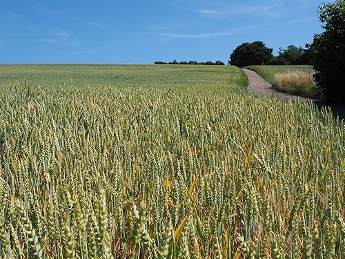 Miniatura 2 de 100 semillas de trigo - Trigo orgánico Maris Widgeon Heirloom - ¡Cultiva tu propia harina! Cultiva en contenedor de siembra directa - Paquete de