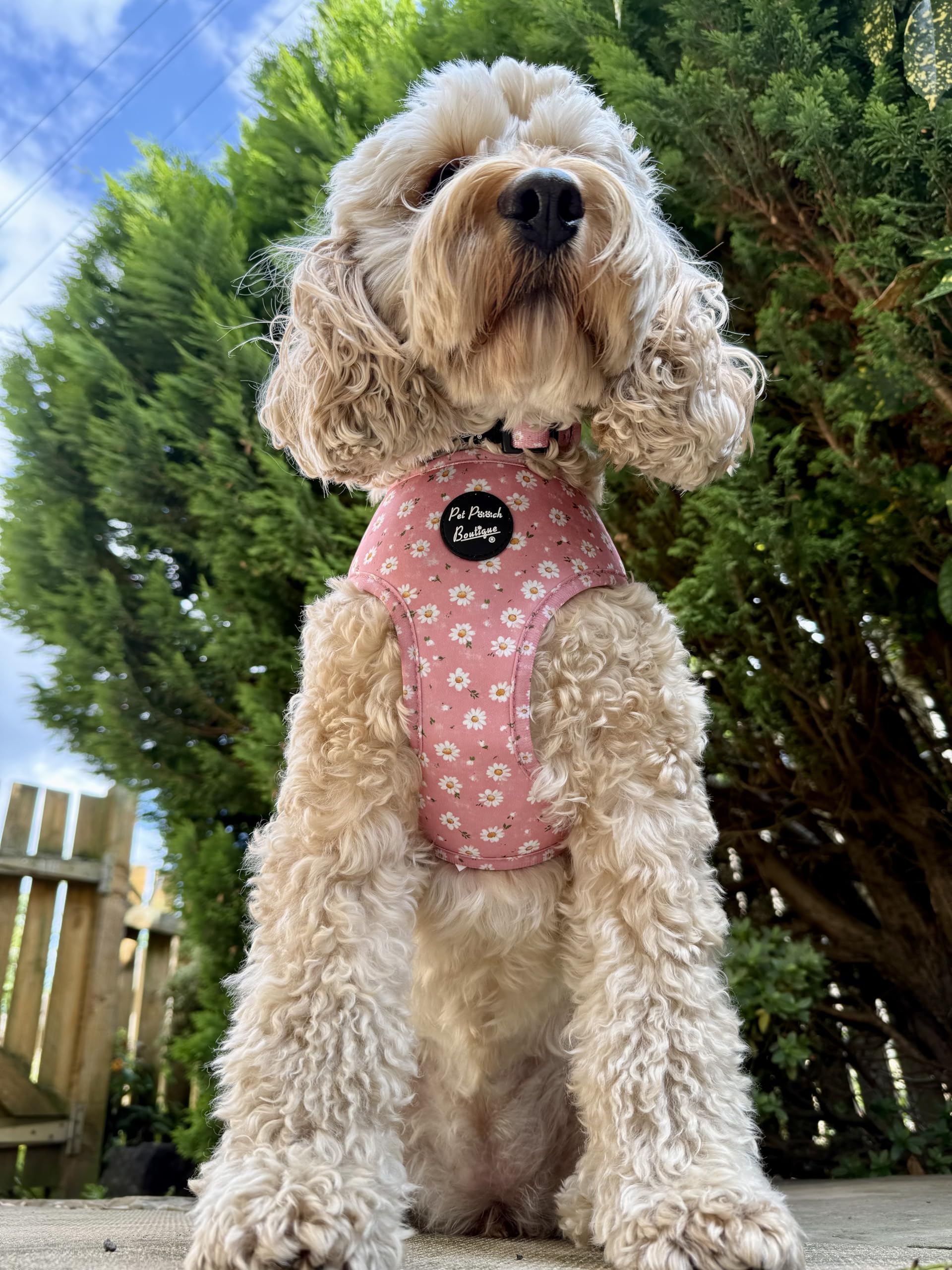 Dusky Pink Daisies Floral Dog Harness. Pet Pooch Boutique - size XS-L (ideal for small dogs) (medium)