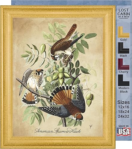 Miniatura 10 de Pinzón pintado de James Audubon 12 x 16 con marco biselado negro  Decoración artística enmarcada  Reproducción de pintura de obra fina  Impresiones