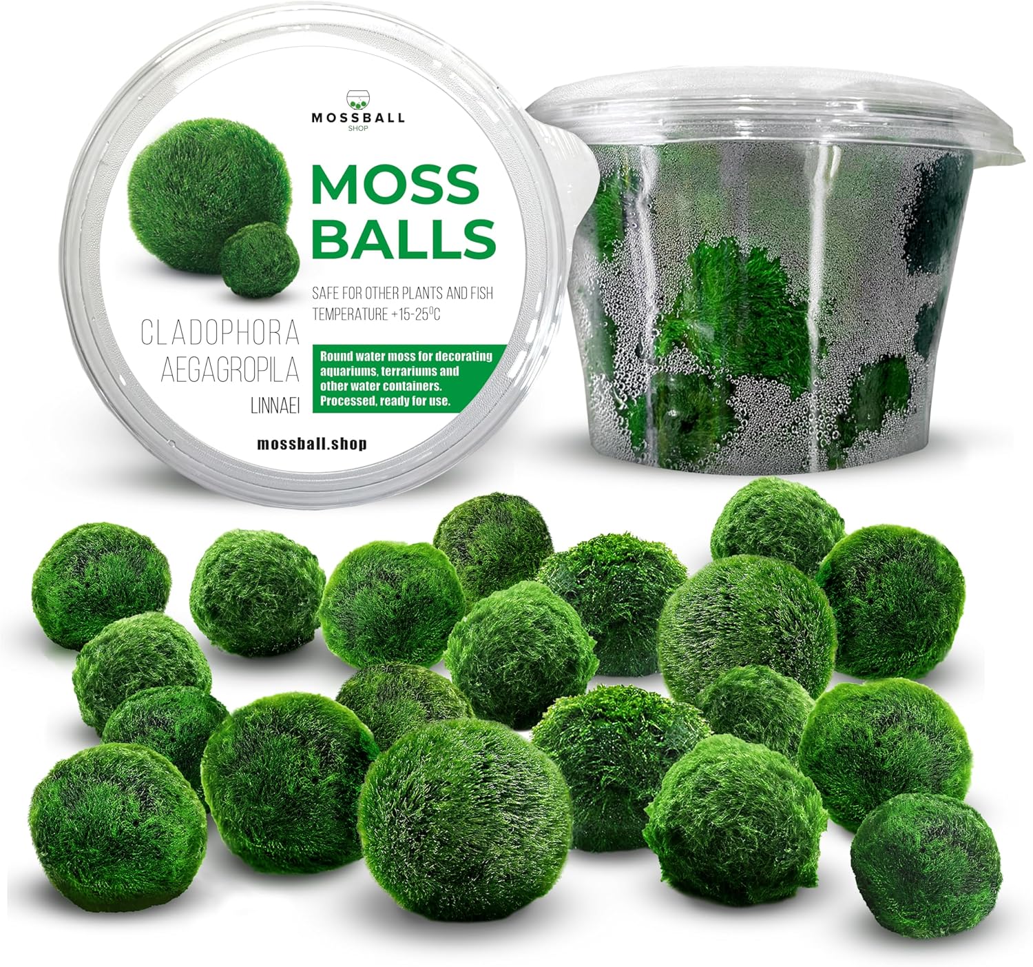 Marimo mohagolyók akváriumban elhelyezve