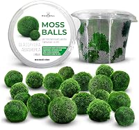 Mossball shop 21 db Marimo Moha Golyó Akvárium Növény Díszítő Vízi Növény Cladophora Aegagropila 1-2 cm Valódi Moha Labda 2