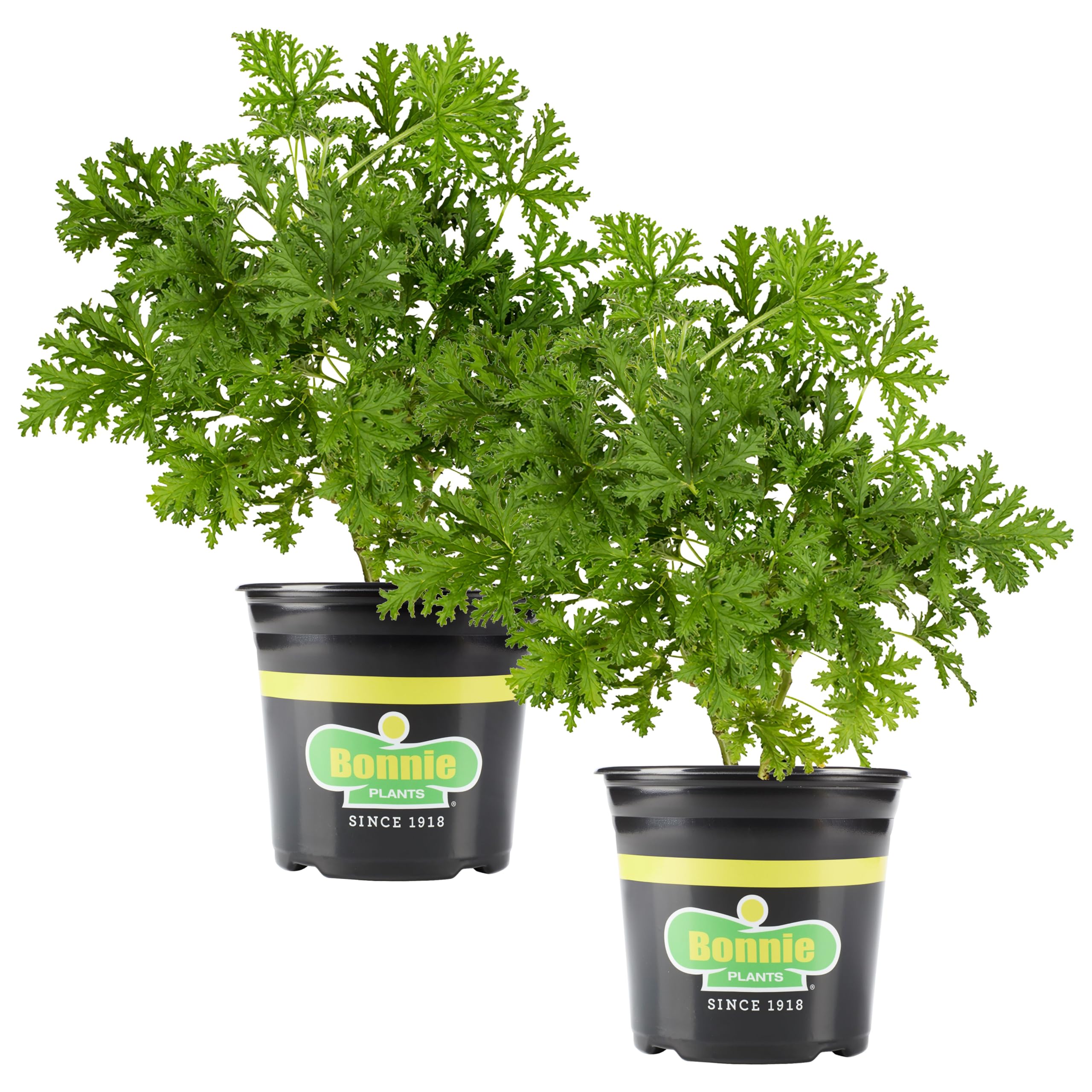 Bonnie Plants Citronella