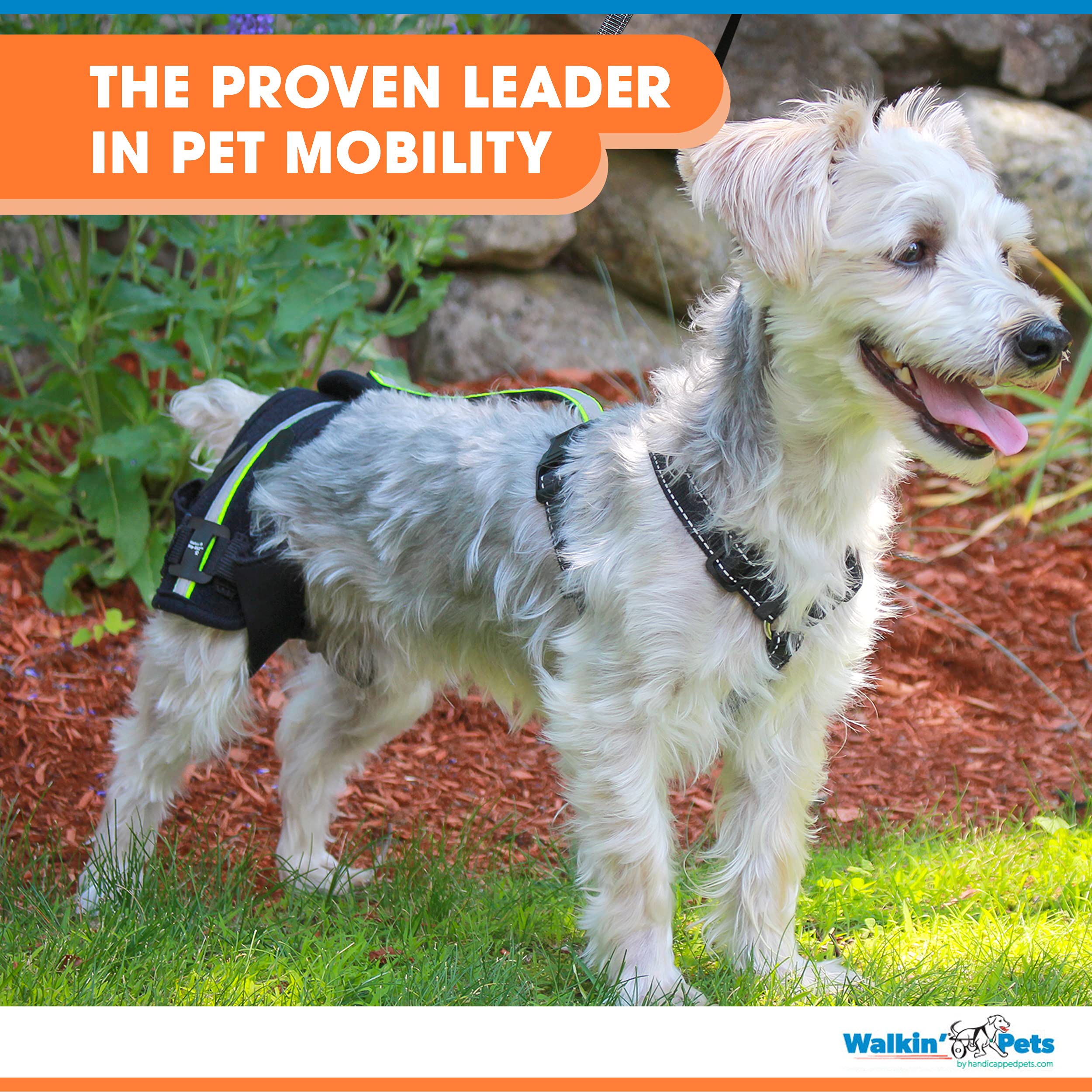 Walkin' HipEEZ Dog Hip Brace Support Harness System Provides Joint