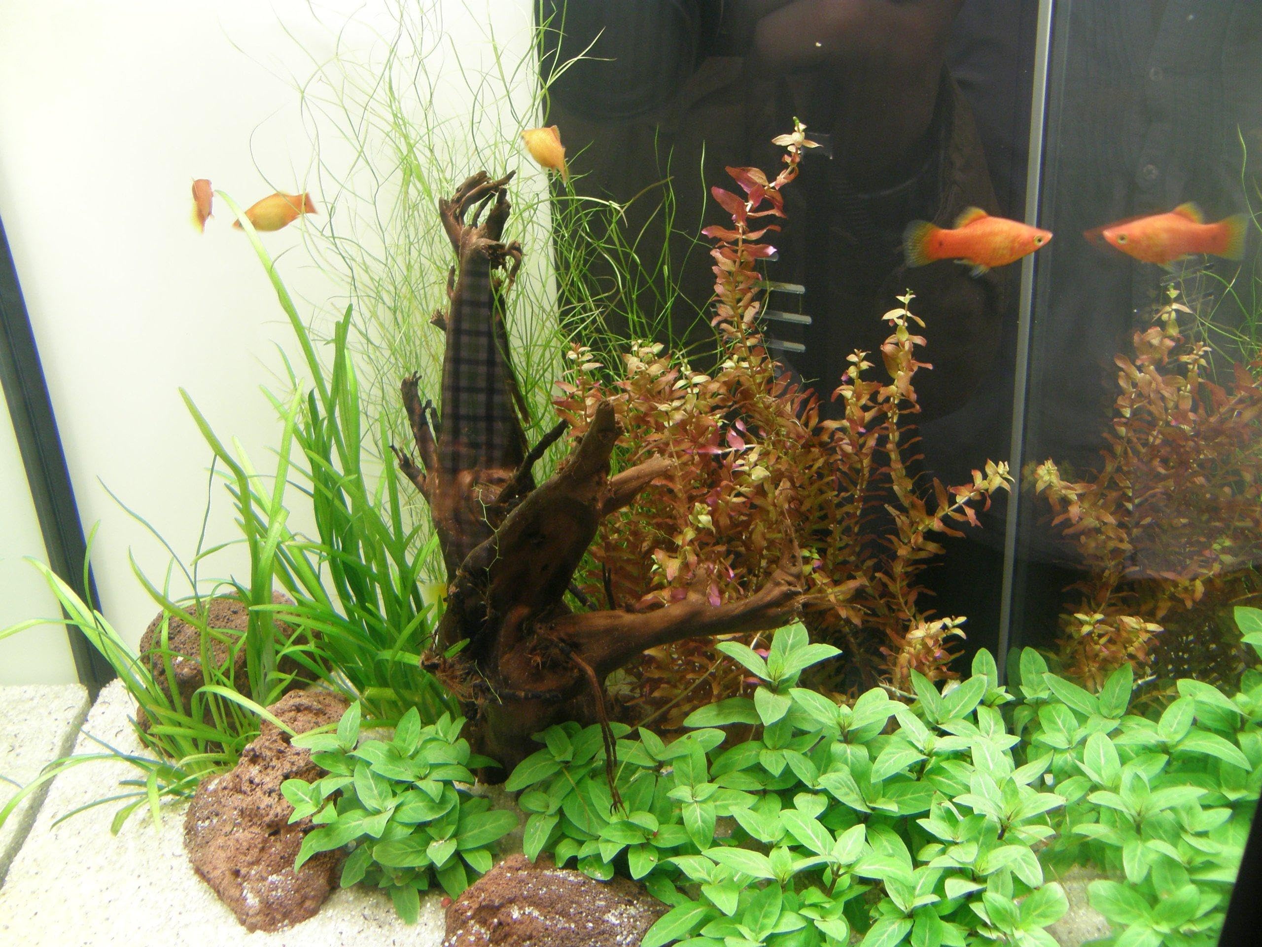 Nano VI, Set Aquarium 20-30 l Pflanzen, Kies, Deko
