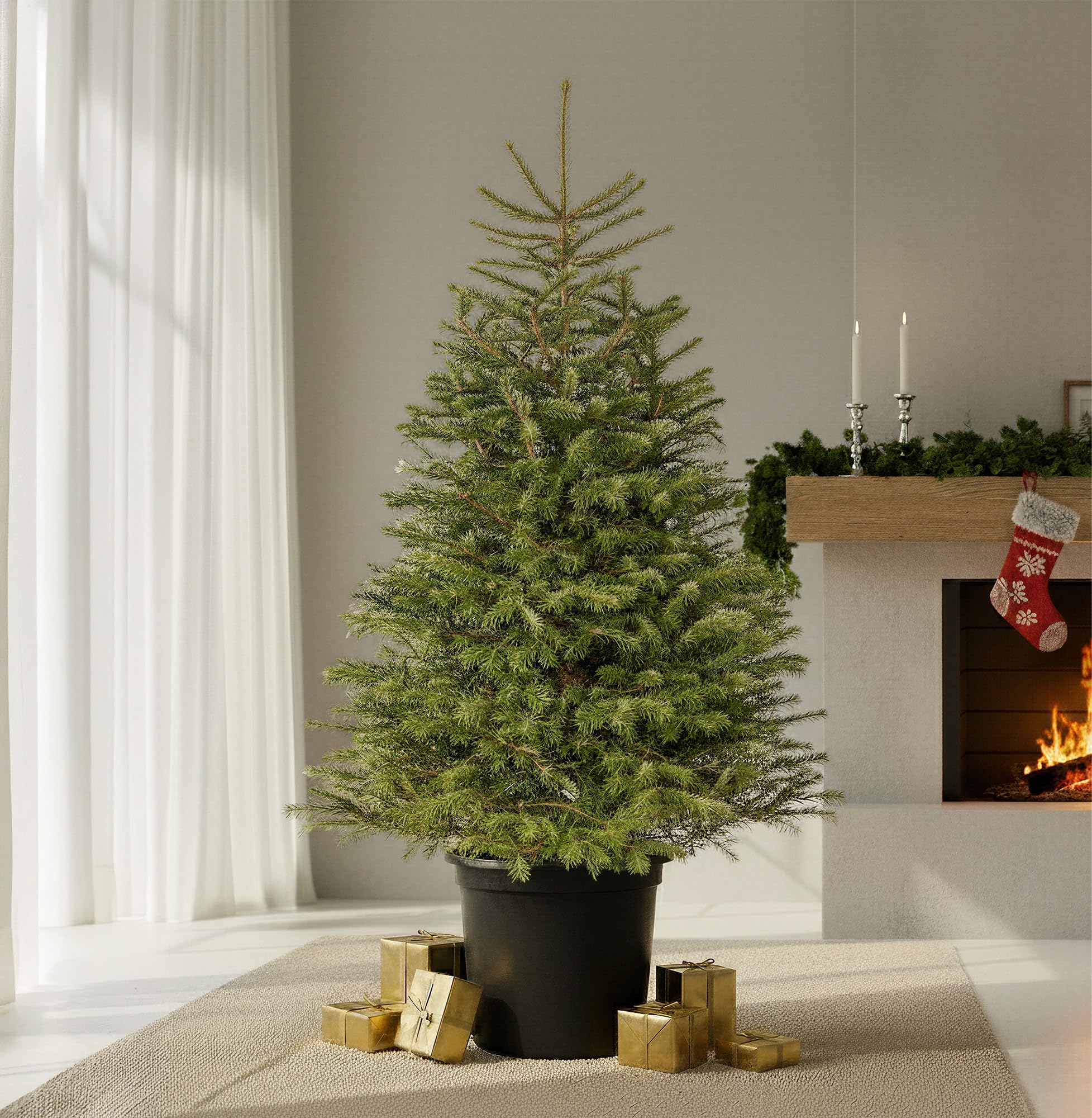 GardenersDream Nordmann Fir Pot Grown Christmas Tree - Real Live Fresh Living Potted Plant (3ft, 90cm) (Delivery Week 4: 1st - 5th DEC)