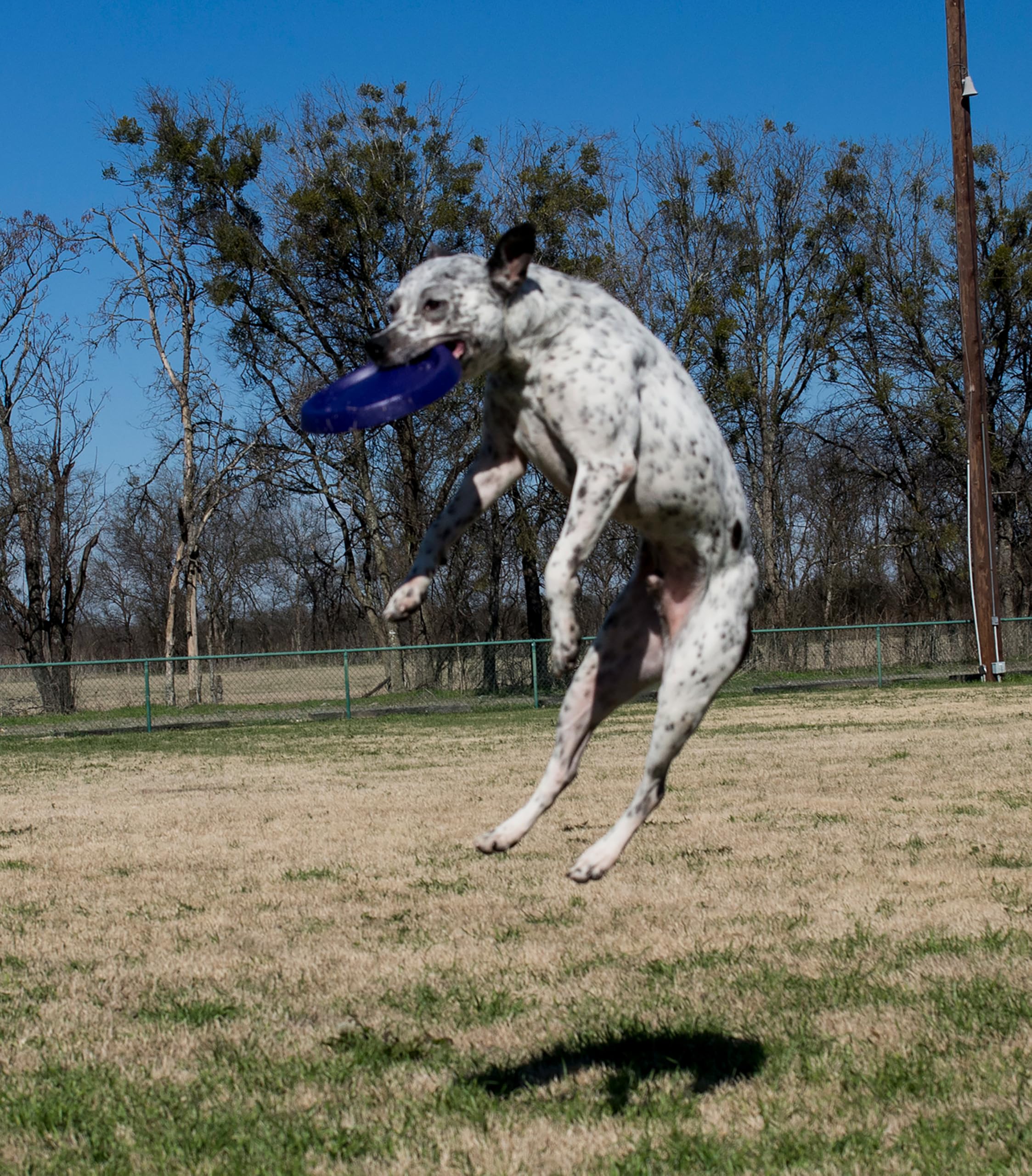 Everlasting Jouet pour Chien Easy Glider Max Frisbee 28 cm - Coloris aléatoire