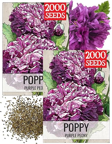 Miniatura 18 de Seed Needs Semillas mixtas de amapola de peonía para plantar, reliquia y polinizada abierta, mezcla colorida para plantar un jardín de mariposas al