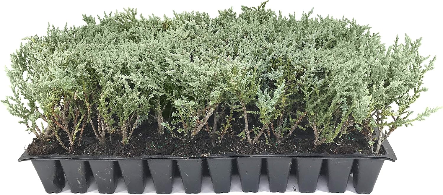 Juniper Angelica Blue - 10 Live Plants - Juniperus Chinensis - Drought Tolerant Cold Hardy Evergreen