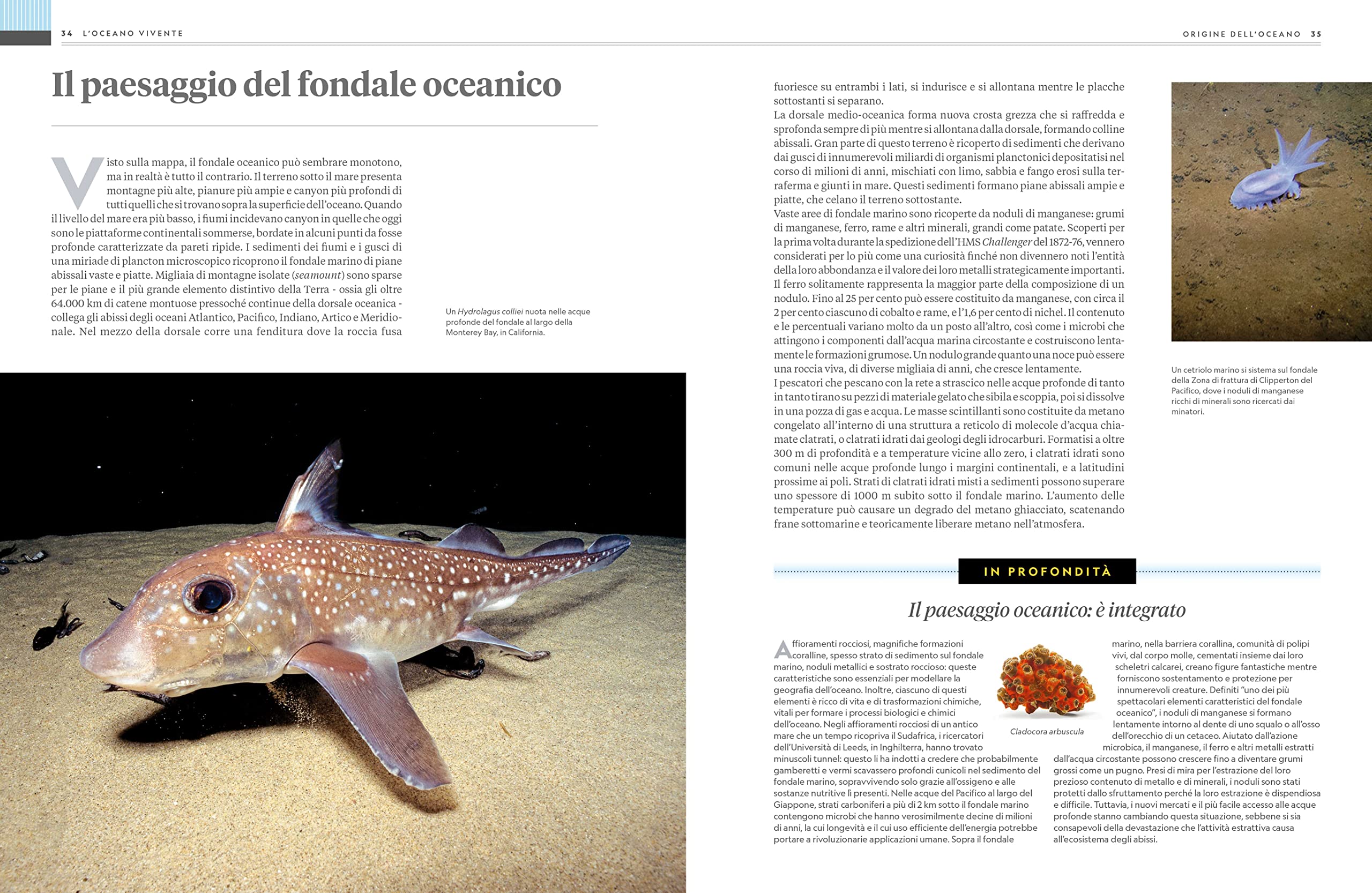 NATURA E POPOLI - Oceani: L'ultima odissea | National Geographic | Edizione Illustrata | Impegno Globale per la Natura
