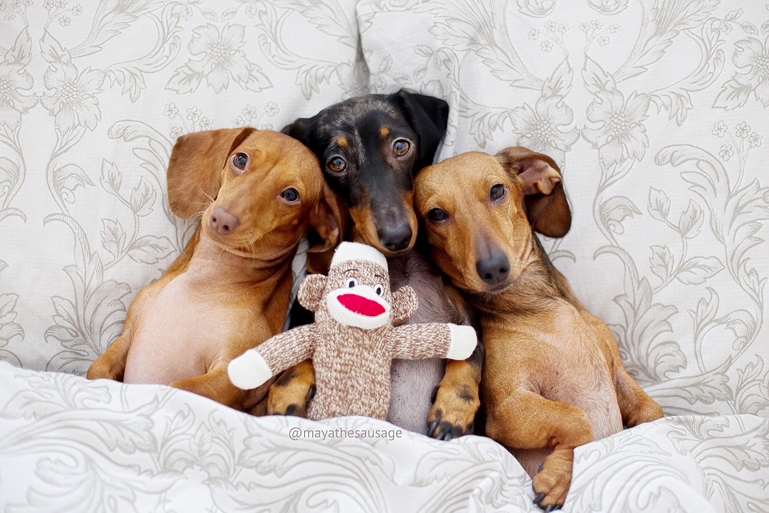 Pet Qwerks Plush Interactive Dog Toys - Sock Monkey Squeaker Toy - 10 in