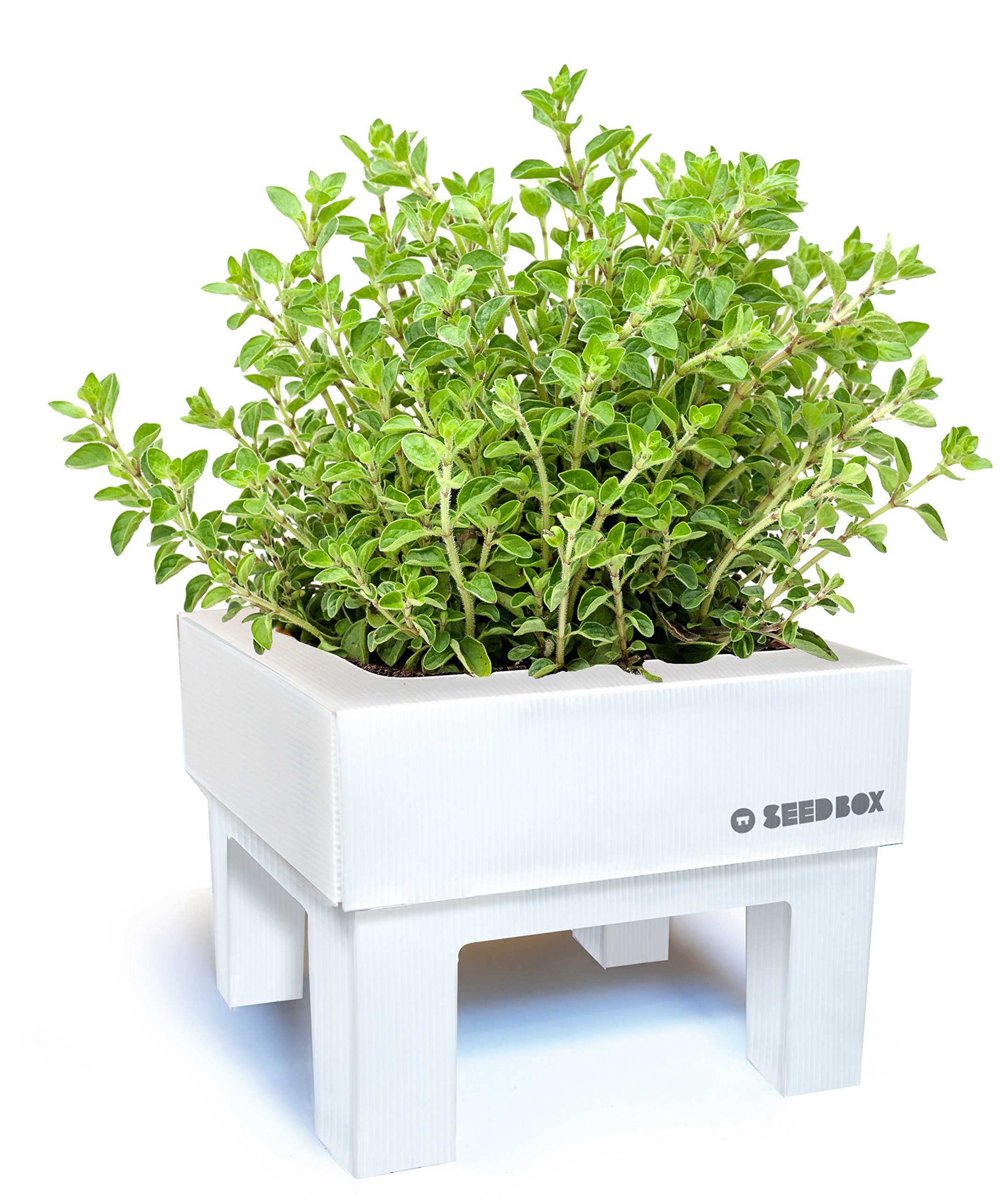 SeedBox SBCUOR-Oregano: Amazon.es: Jardín