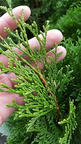 Miniatura 9 de Planta viva de Green Promise Farms Thuja occidentalis 'Polo Norte' (Arborvitae) Evergreen, contenedor de 3 tamaños, follaje verde