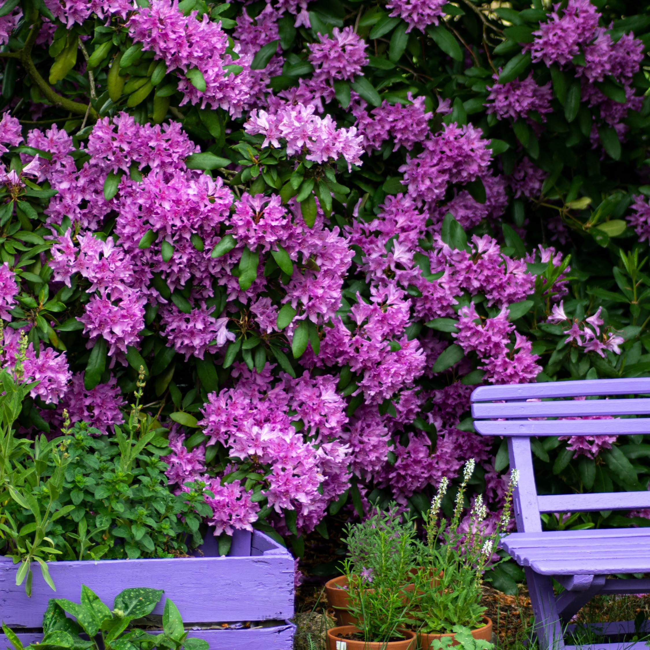 Plant in a Box - Rhododendron 'Catawbiense' - Lila - Gartenpflanzen -  Winterhart - Set von 3 - Lila Rhododendron - Strauch - Topf 9cm - Hhe  25-40cm : Amazon.de: Garten