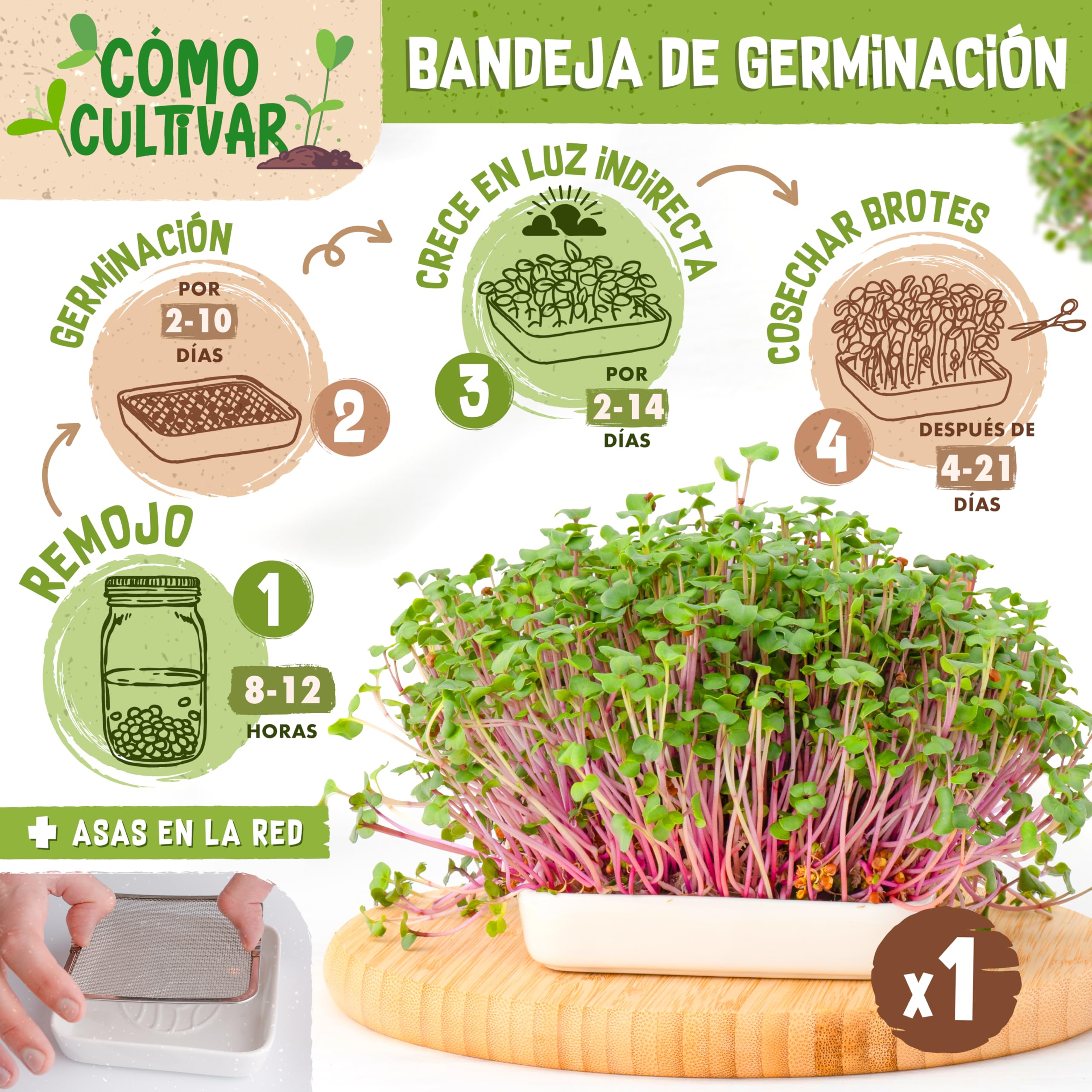 zengreens® Kit de Cultivo de brotes Bio - Set de 1, 2 o 3 tarros de germinación - Incluye Tarro germinador, Bandeja de Cultivo y Semillas para brotes - Incl. guía y videocurso Online