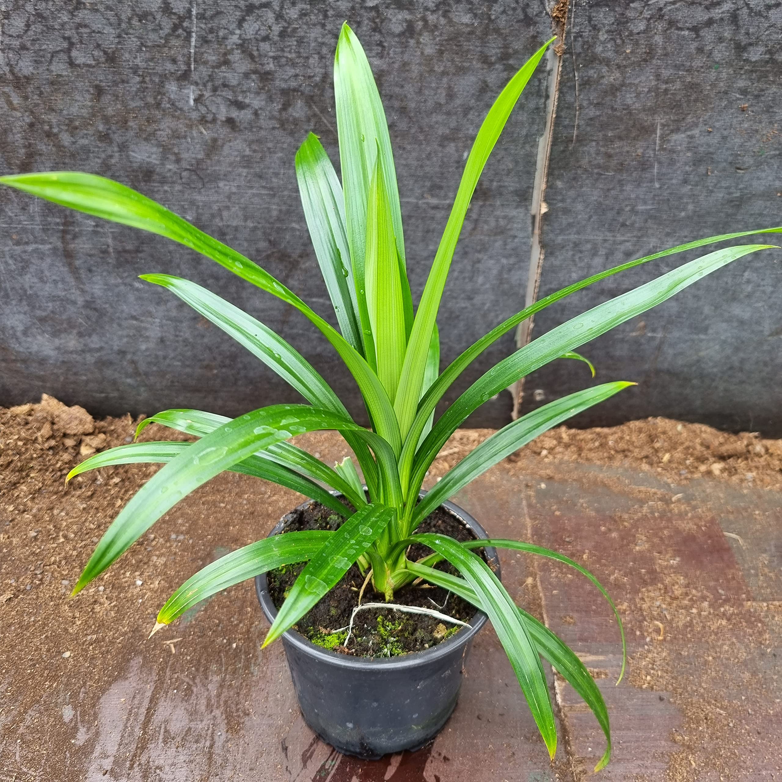 1 gesunde Pandanpalme | Pandanus Amaryllifolius | Southasian Pandan | Essbare Blätter | Aus Stecklingen gezogen | Selten | 20-30cm Höhe | Schraubenbaum | Annapoorna | Wangi | Rampe