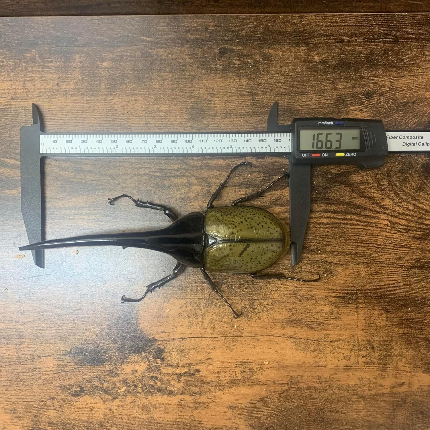 コプロライト 糞化石 恐竜 化石 生痕化石 アンモナイト 三葉虫 牙 爪