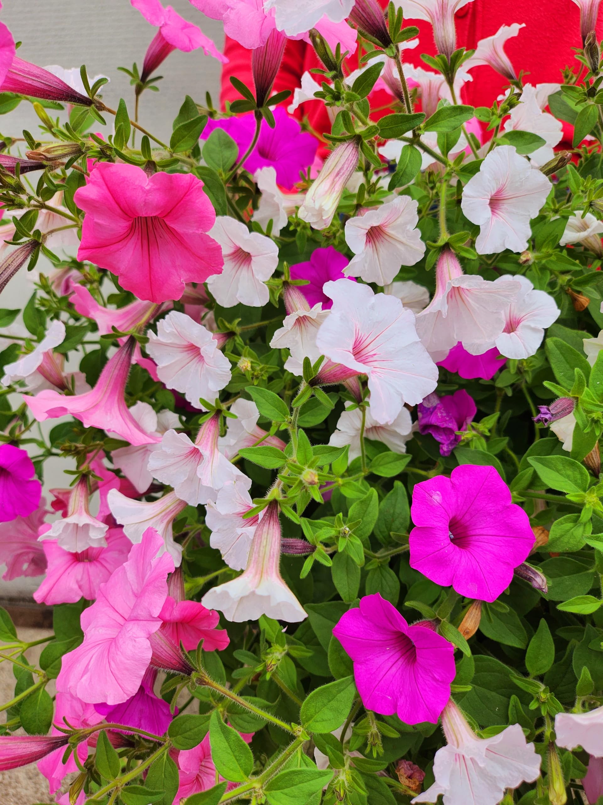 POWERS TO FLOWERS - POTUNIA PETUNIA VISTA BUBBLEGUM TRICOLOR XXL, ESEMPLARI VASO 22CM DIAMETRO, piante vere