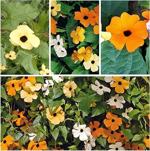 Miniatura 6 de Seed Needs, Black-Eyed Susan Semillas de vid – 100 semillas de reliquia para plantar Thunbergia alata – Flores anuales de vid para cubrir una cerca