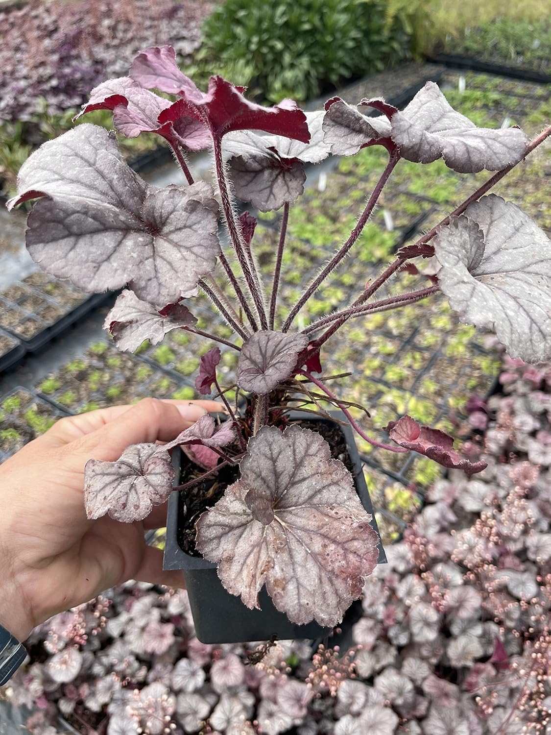 Plum Pudding Heuchera/Coral Bells in 4 Inch Pot-Great for Spring Planting! (3)
