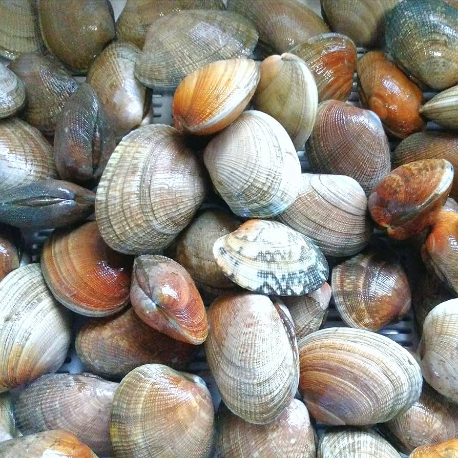 あさりさま 専用 あさりさま 専用 楽天市場】あさり むき身 〈☆ボイル済〉あさり