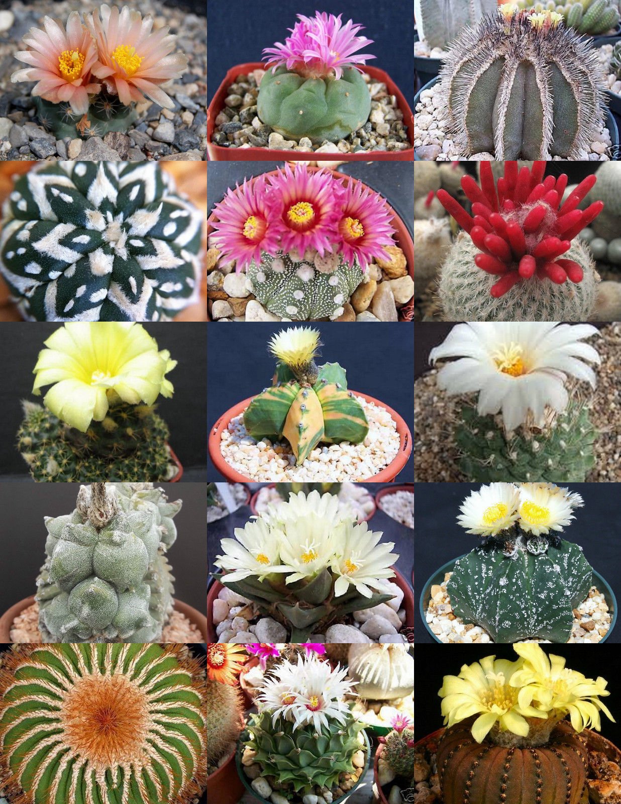 Amazon.co.jp: RARE CACTUS MIX希少植物エキゾチックなサボテン
