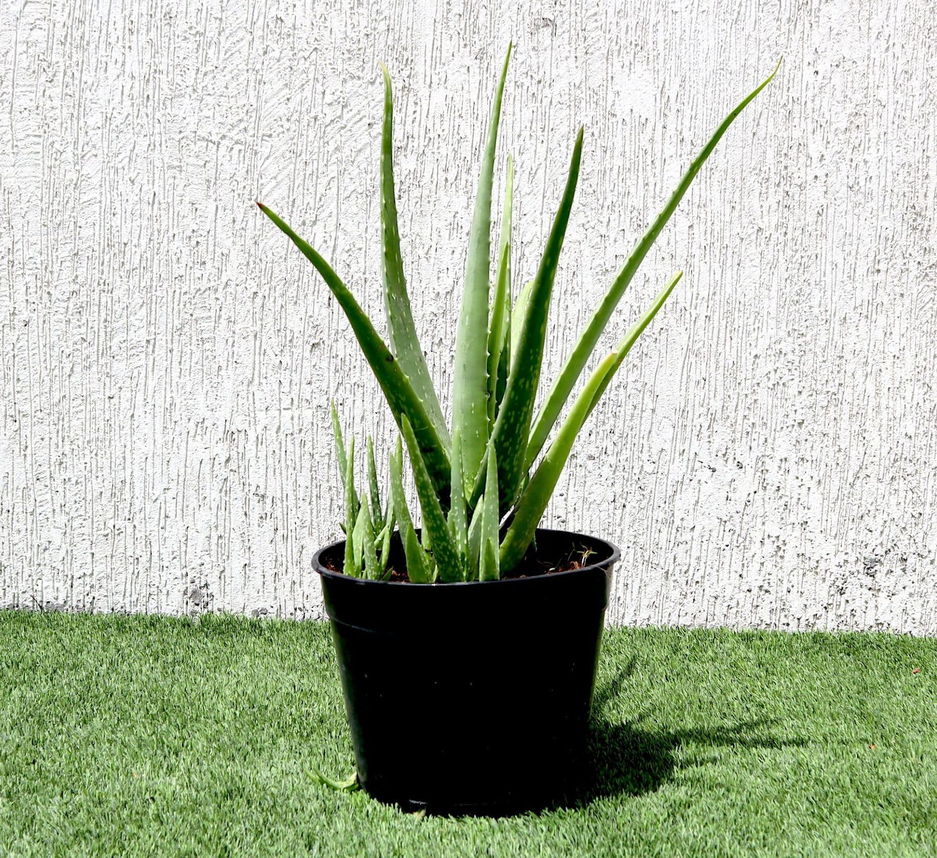 Aloe Vera | Greensouq Aloe vera | Ideal Plant for UAE Climate | Medicina Aloe | Savila Outdoor and Indoor Aloe Vera 25-30 cm Height (Set of 2 Plants)