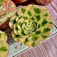 Vista 7 de Aeonium Maibakh - Kit de suculentas con maceta de plástico, planta viva de 3 pulgadas, tierra comprimida y guía, para escritorio de jardín y oficina