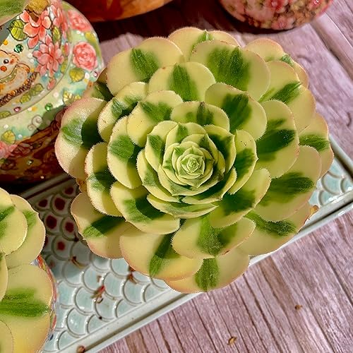 Miniatura 7 de Aeonium Maibakh - Kit de suculentas con maceta de plástico, planta viva de 3 pulgadas, tierra comprimida y guía, para escritorio de jardín y oficina