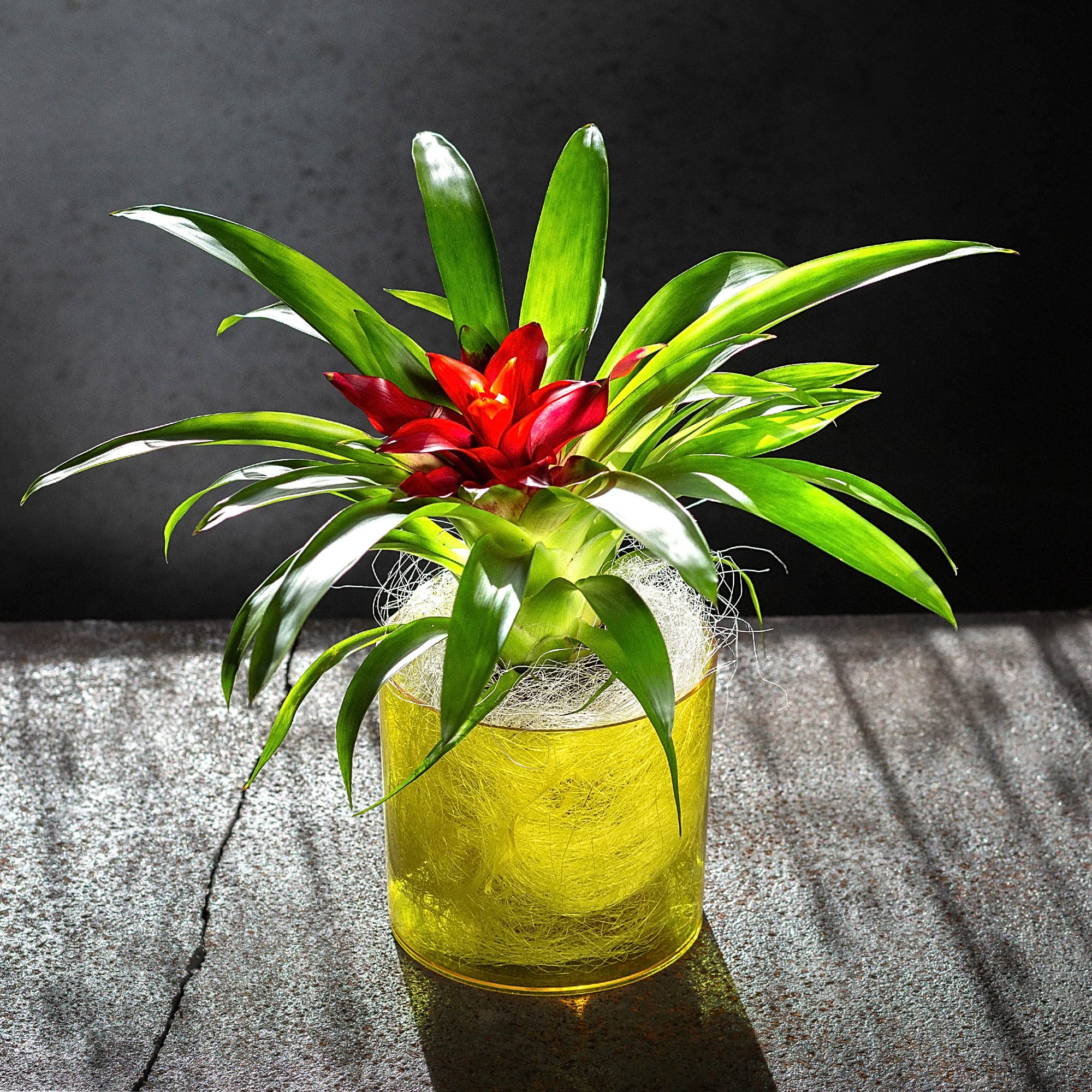 KADAX Blumentopf Kunststoff 15,4cm - Glänzender Zylinder In 13 Farben