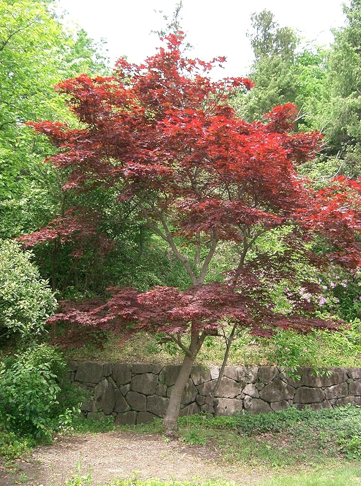 Amazon.co.jp: 【モミジ・カエデの種】ノムラ<野村> 種子20粒 Nomura Amazon.co.jp: 【モミジ・カエデの種】ノムラ<野村> 種子20粒 Nomura