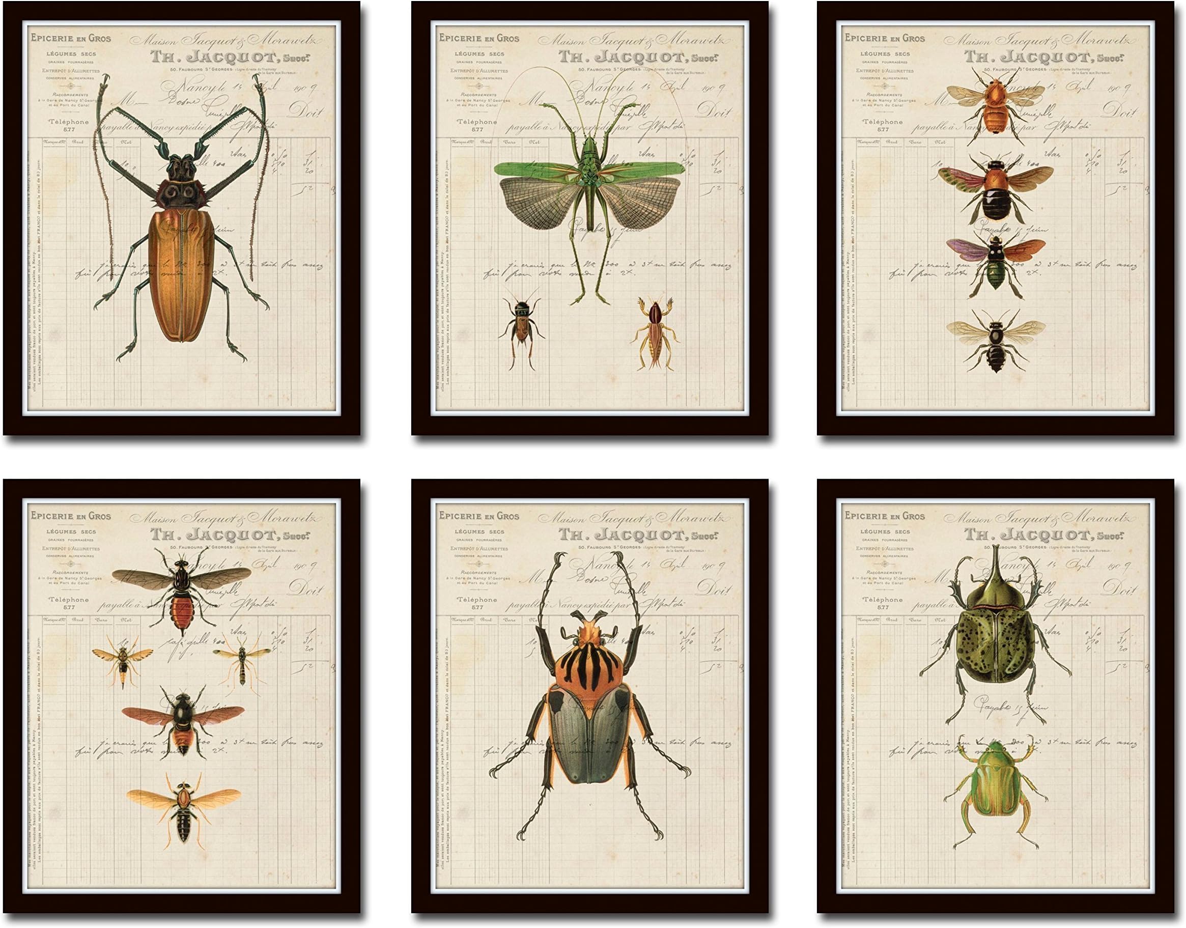 French Insect Study Print Set No.1 Set of 6 Giclee Insect Prints Home Decor Wall Art - Unframed
