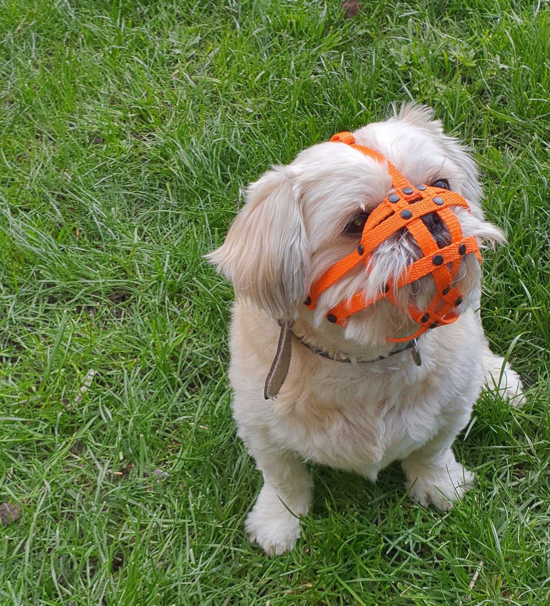 L&J Pets Uk Nylon Strap Dog Muzzle for Shih Tzu, Pug and other flat face faced short snout dogs | Safety and Comfort (M2, Orange)