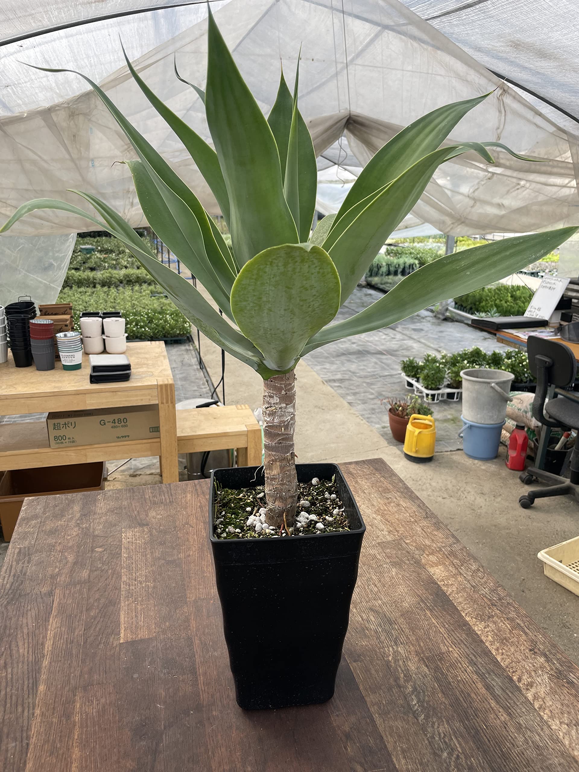 Amazon｜アガベ アテナータ 観葉植物 ※生産農家からお届け！温室で大切