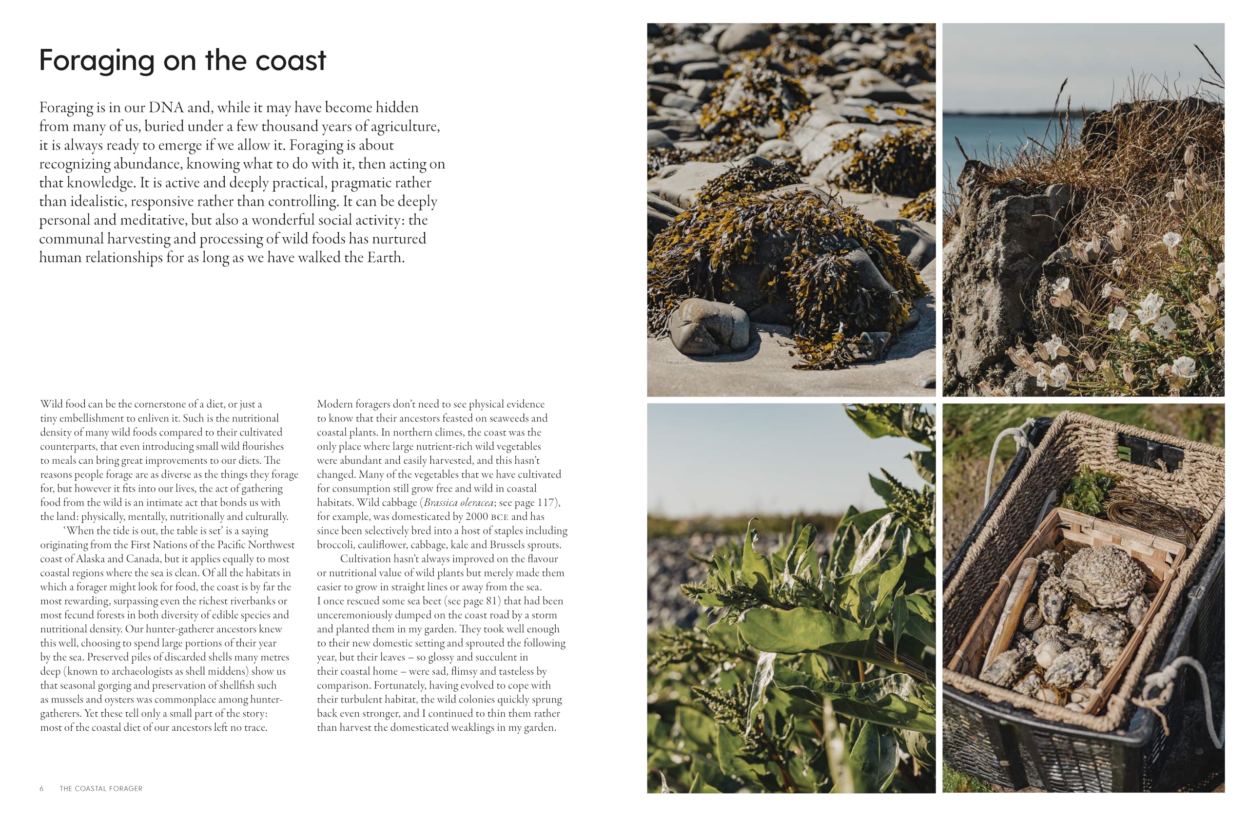 The Coastal Forager: Wild maritime food to preserve, cook, eat