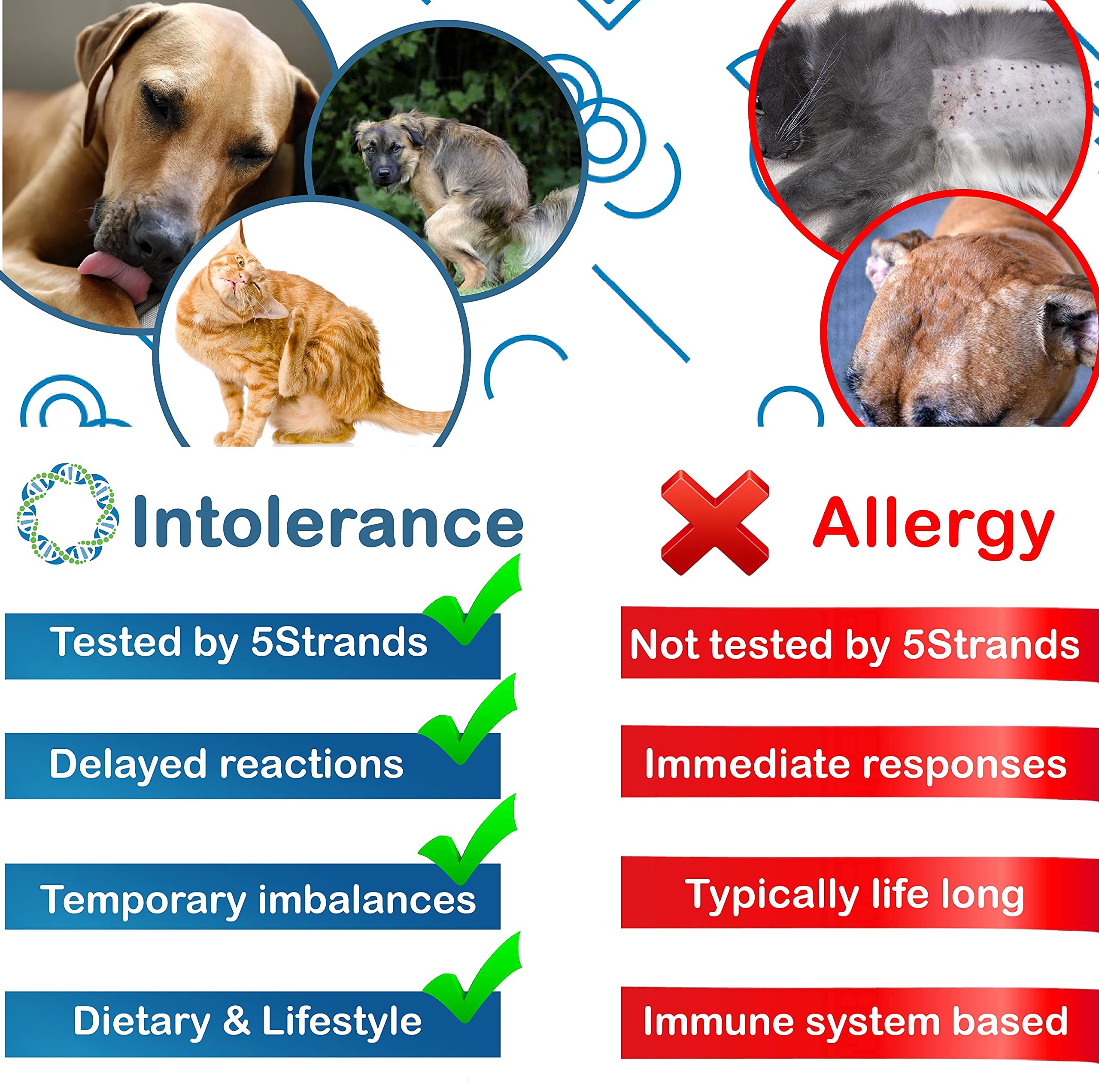 Buy 5Strands Pet Food and Environmental Intolerance Test, at Home Dog