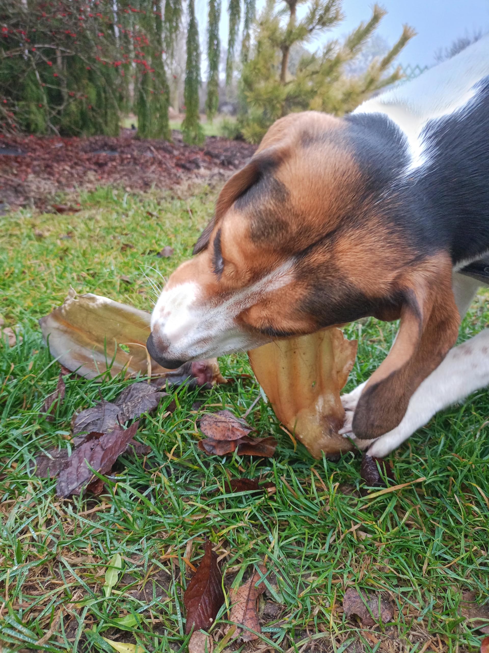 Oreilles de bœuf pour chiens XXL 15-22 cm avec petit coquillage 3 kg Produit à mâcher pour chien sans fourrure 100 % naturel Lucze