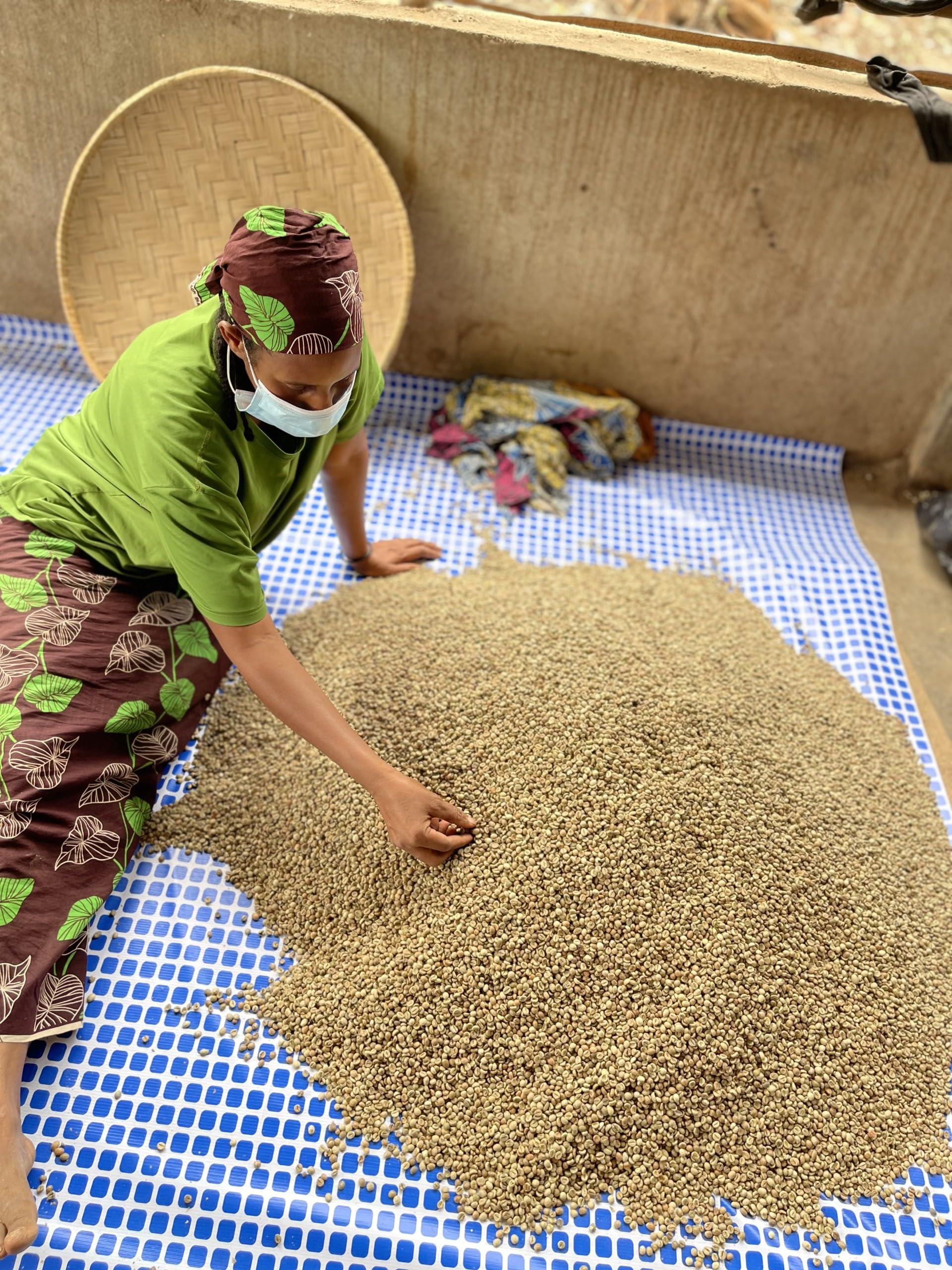 Terrific Coffee -Robusta RohKaffee Bohnen - Handarbeit und direkt trade - Speciality coffee Kamerun - (grüne Kaffeebohnen 1000g)