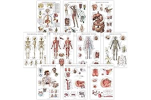 Anatomical Poster Set - 18" x 24" - Set of 10 Laminated Body System Charts
