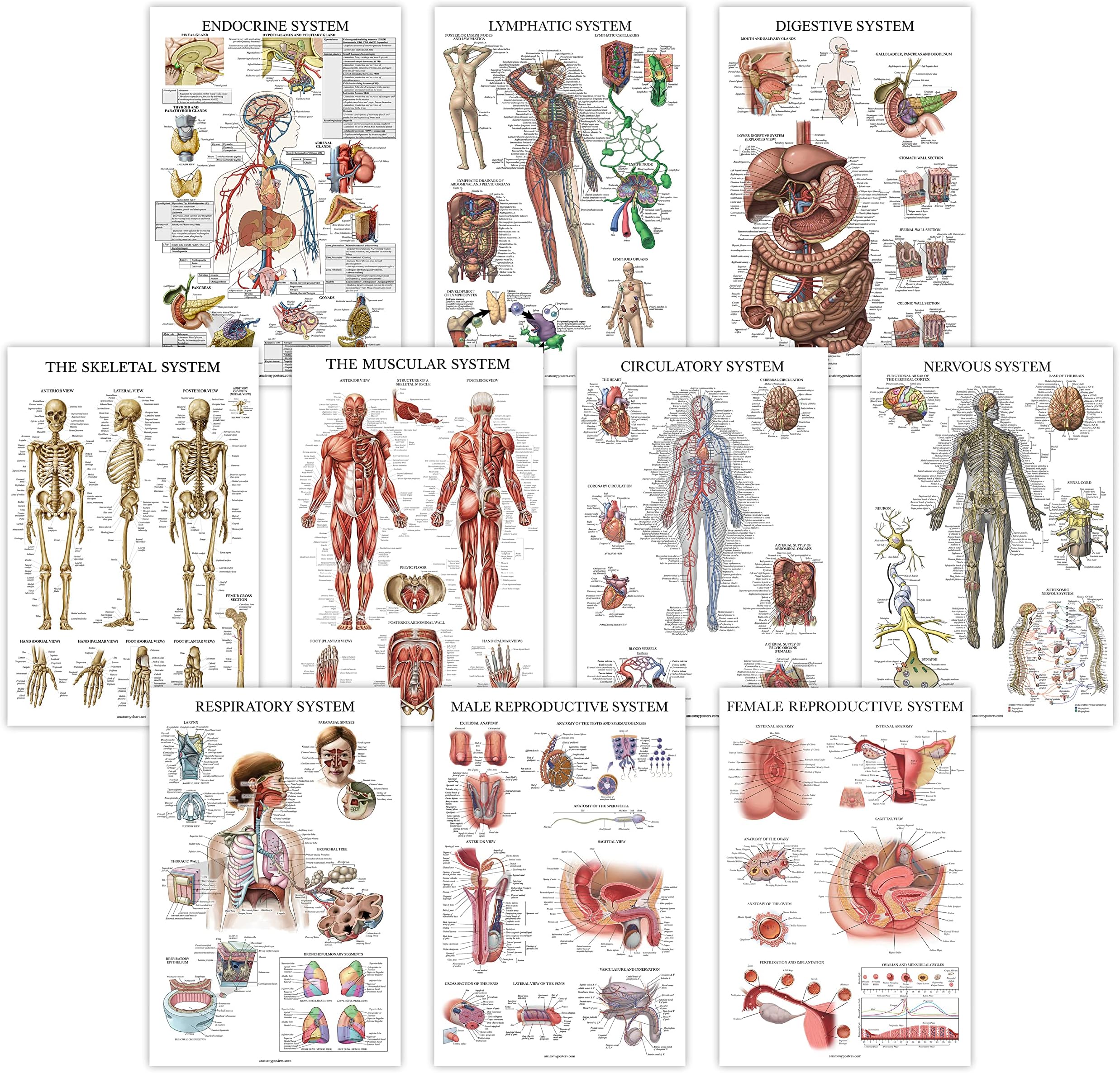 10 Pack - Anatomical Poster Set - LAMINATED - Muscular, Skeletal, Digestive, Respiratory, Circulatory, Endocrine, Lymphatic, Male & Female Reproductive, Nervous System, Anatomy Chart Set - 18" x 24"