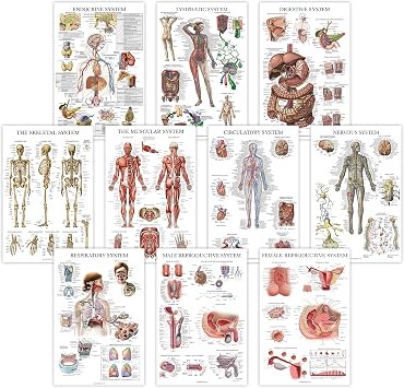 10 Pack - Anatomical Poster Set - LAMINATED - Muscular, Skeletal, Digestive, Respiratory, Circulatory, Endocrine, Lymphatic, Male & Female Reproductive, Nervous System, Anatomy Chart Set - 18" x 24"