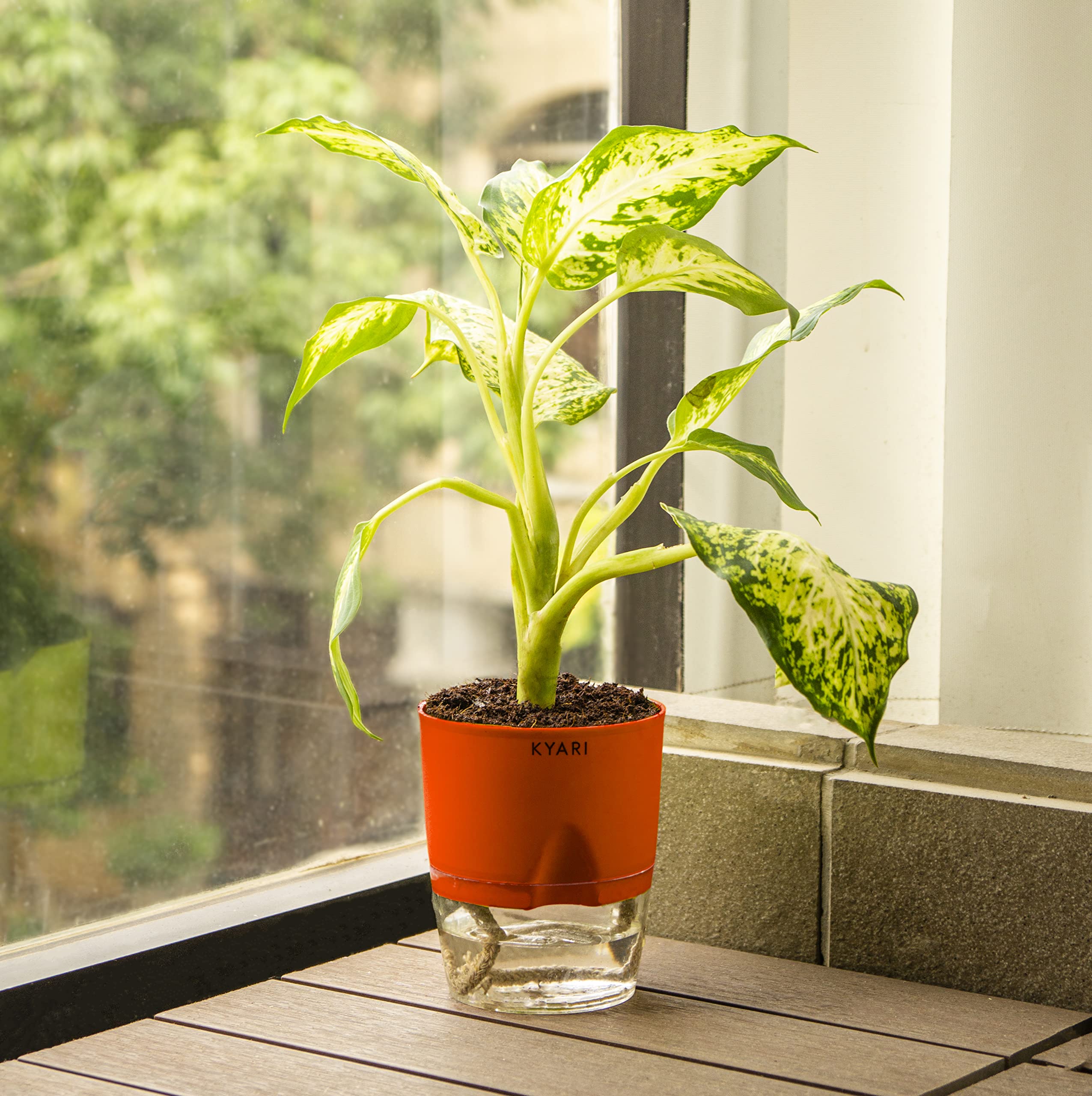 Kyari Dieffenbachia Live Plant With Red Self-Watering Pot | Dumb