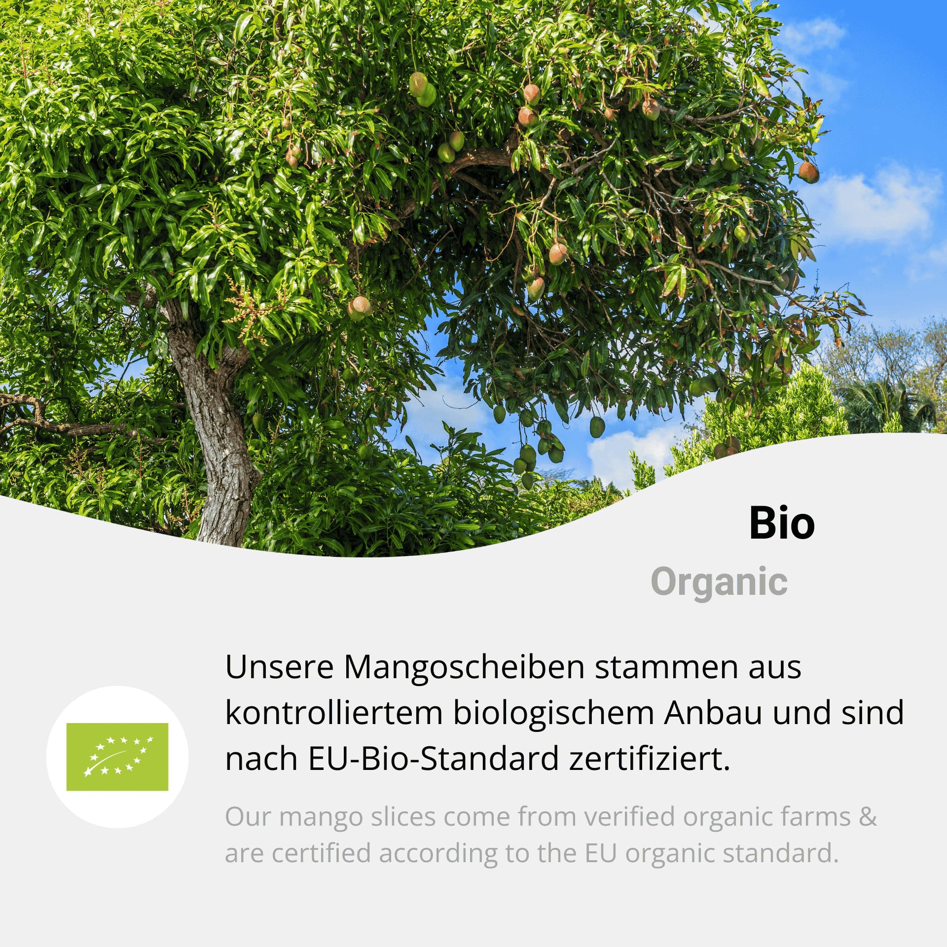 Bio Mango gefriergetrocknet 1kg – Knusprige Mangoscheiben, zuckerfrei & vegan – Perfekt als gesunder Snack