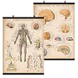 Palace Learning 2 Pack - Vintage Nervous System & Brain Anatomy Posters - Set of 2 Anatomical Charts - Laminated With Plastic Frame 18