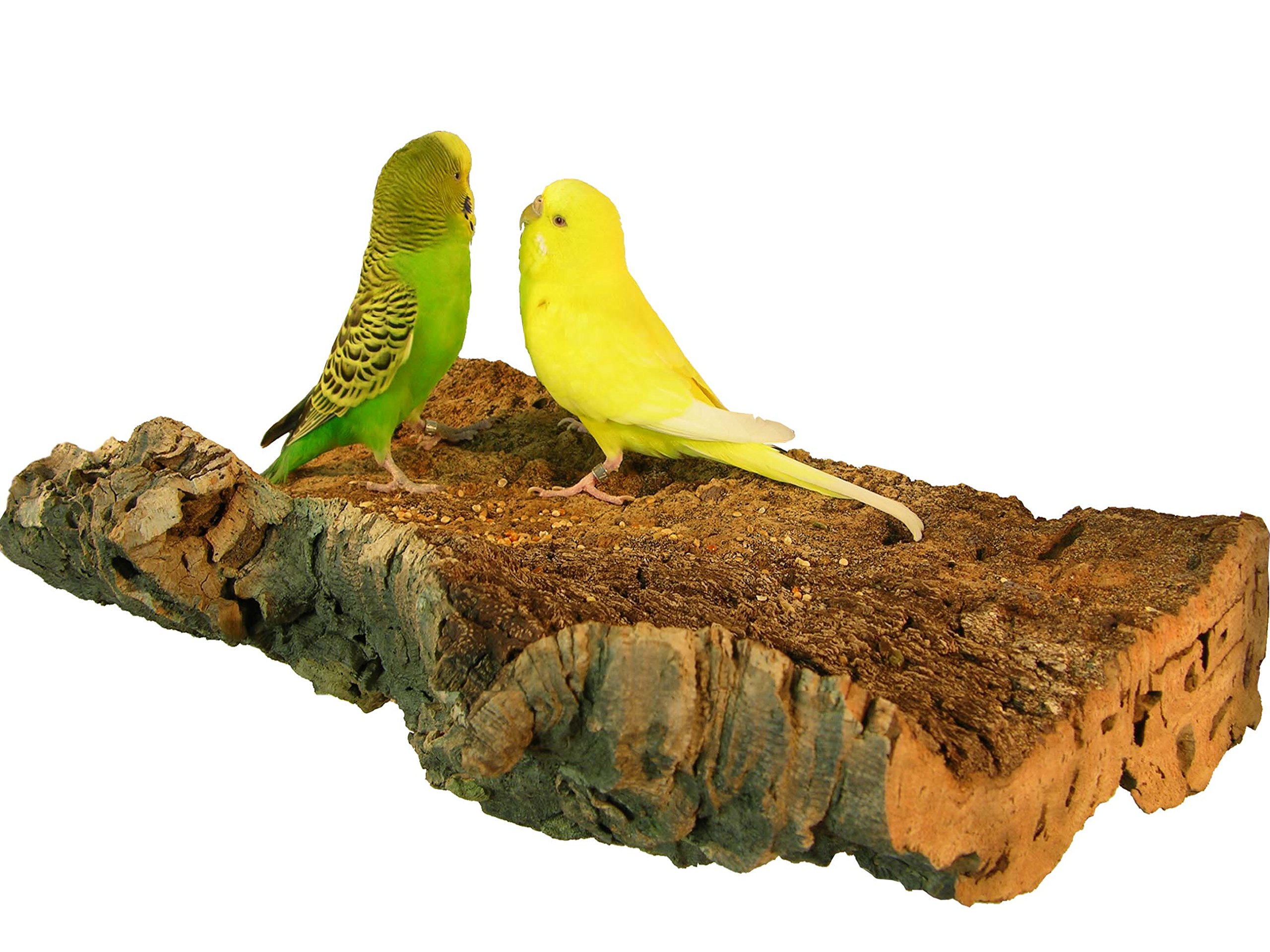 Korksitzbrett für Vögel - Größe S, M, L, XL, XXL - 100% Bio Vogelkäfig Zubehör - natürliches Kork Sitzbrett für Wellensittiche, Nymphensittiche, Papageien und Co. (XXL (34 x 17 cm))