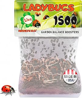1500 Live Ladybugs for Garden - Natural Helpers for Plants (Hippodamia Convergens)