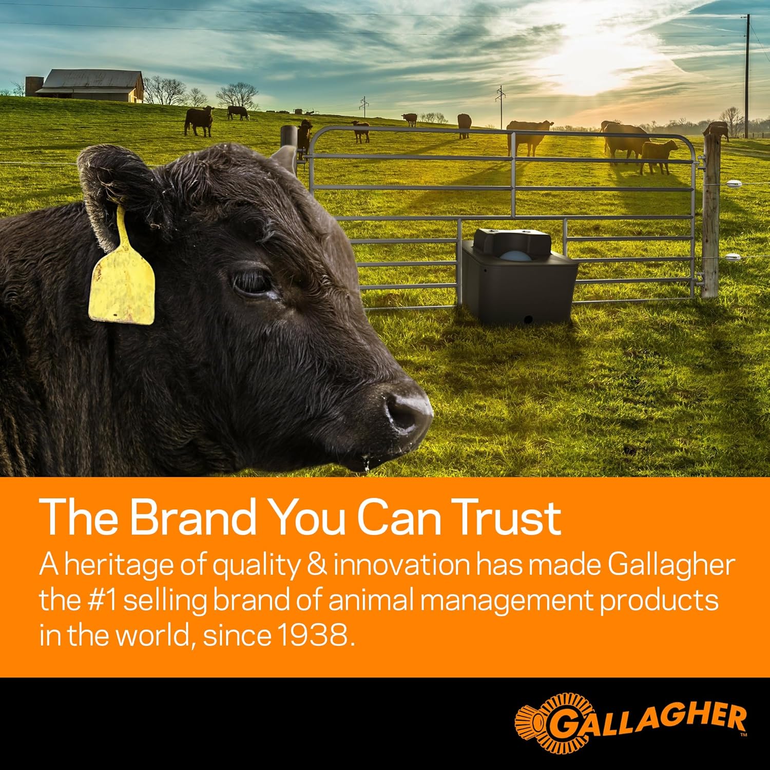 A black cow with a yellow ear tag standing in a field near a Gallagher electric fence gate