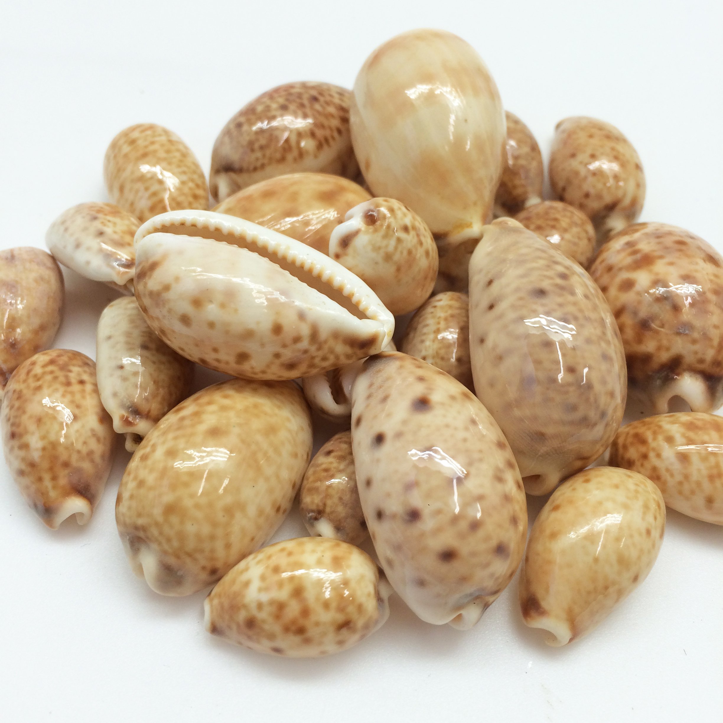 PEPPERLONELY 25PC Lynx Cowry Sea Shells, 3/4 Inch ~ 1-1/2 Inch