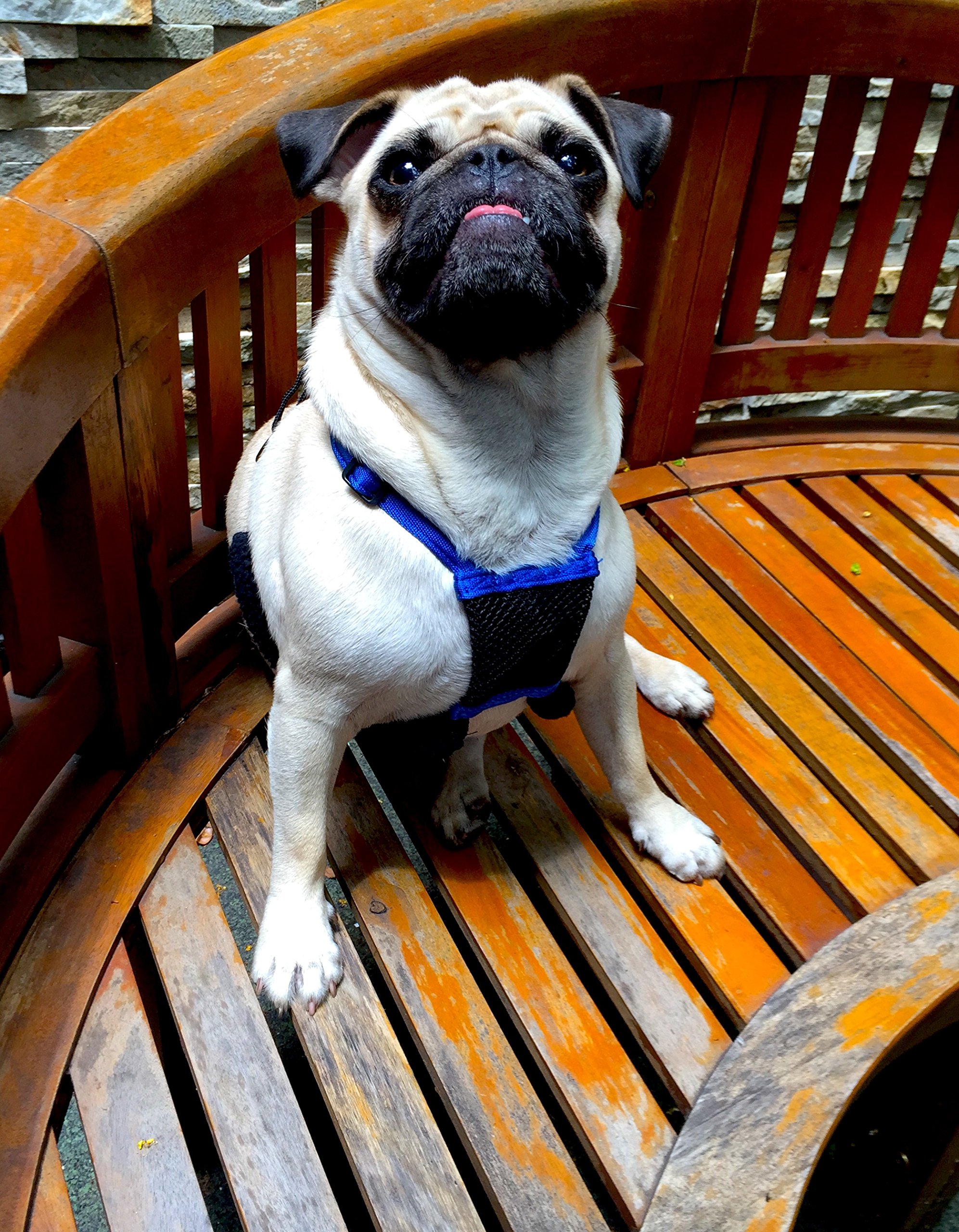 sporn no pull dog harness