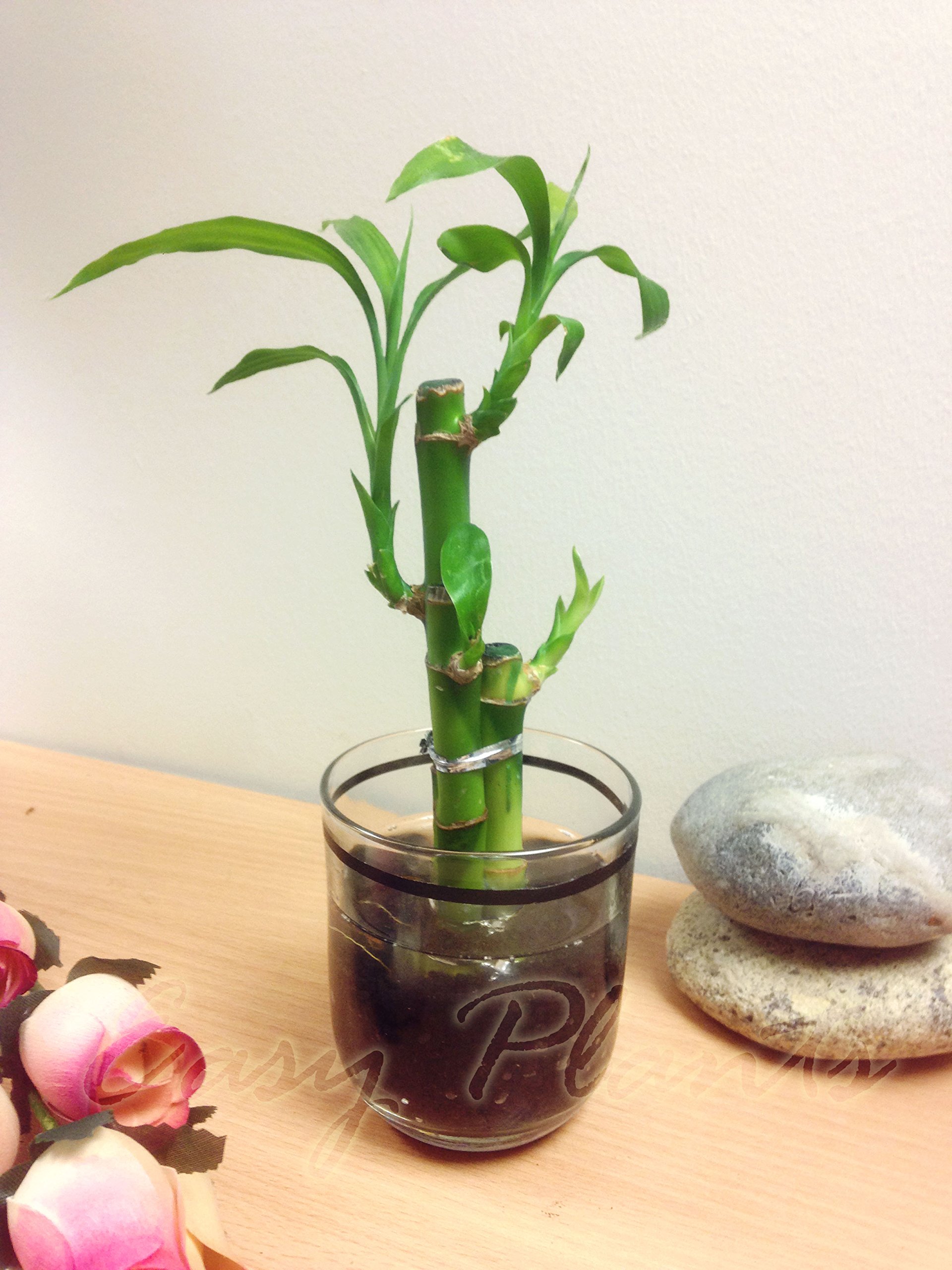 calathea white fusion ableger Calathea White Fusion (24 inch plant)