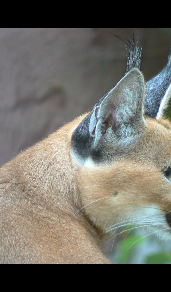 Caracal Wallpaper HD Wallpapers of Caracals!Amazon.deAppstore for